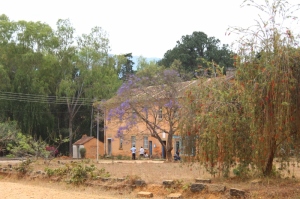 The purple tree is a Jacaranda (sp?).  They are all over Iringa too.  Sooo beautiful.